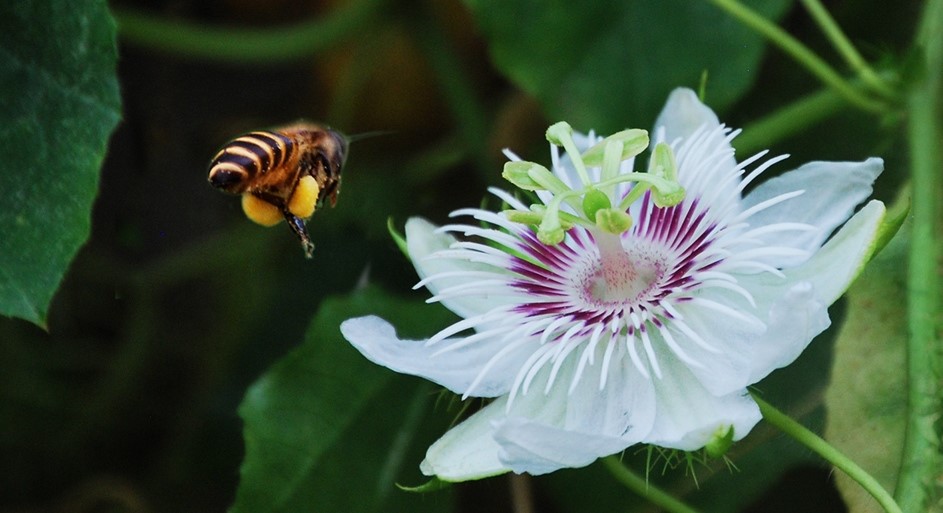 bee2