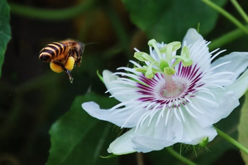 Bio Bee Pollen – Koso Med