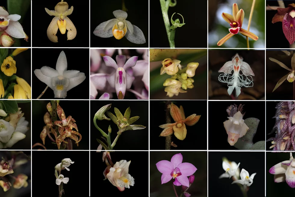 Endangered Beauties: Challenges in Conserving Malaysia's Wild