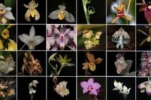 Wild Orchids of Malaysia