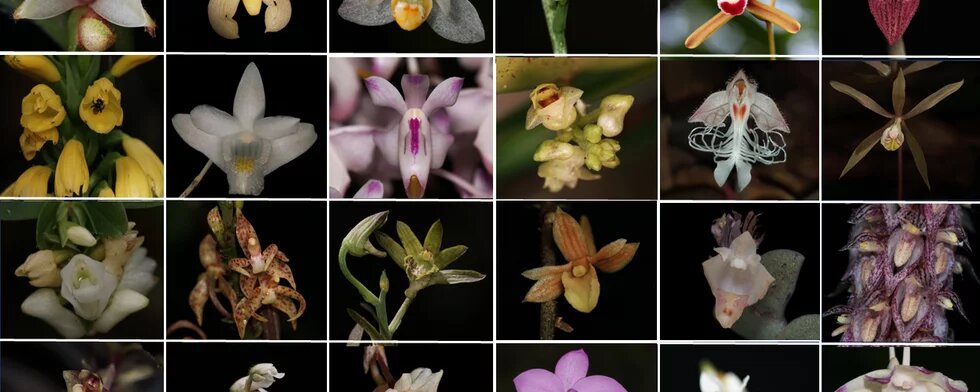 Wild Orchids of Malaysia