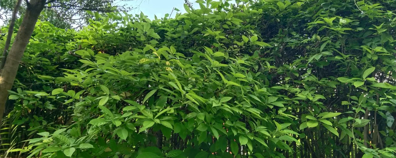 hbs Southeast Asia Regional offiice