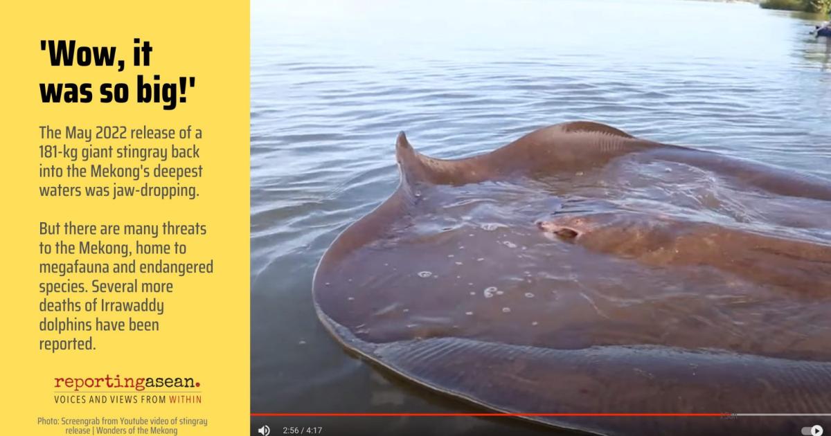 The Giant Stingray: A Reminder of the Mekong's Bounty  and the Risks It  Faces | Heinrich Bll Foundation | Southeast Asia