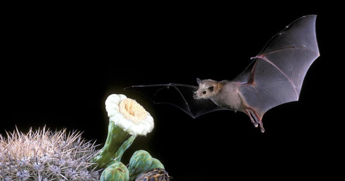 Frontiers  Ecosystems Services Provided by Bats Are at Risk in Brazil