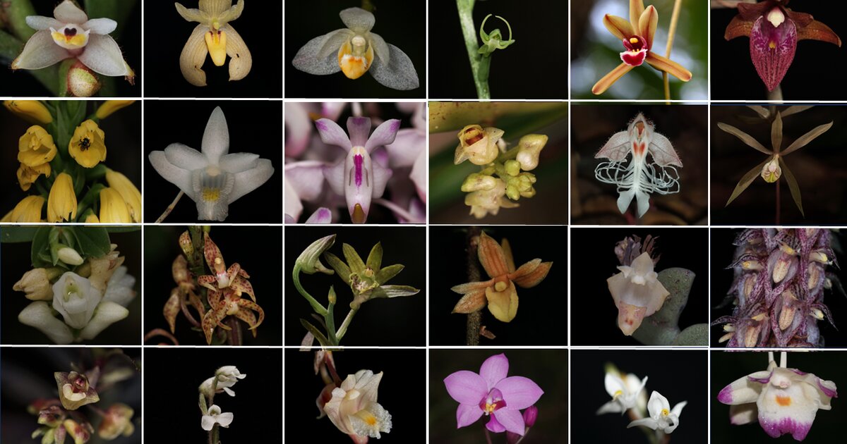 Endangered Beauties: Challenges in Conserving Malaysia's Wild