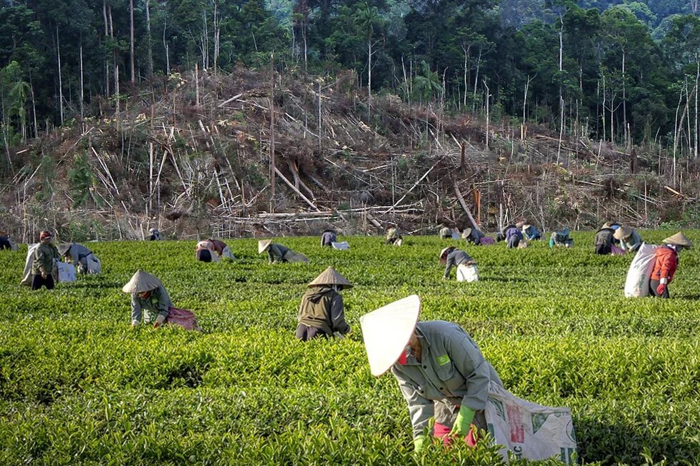 Women and Forests