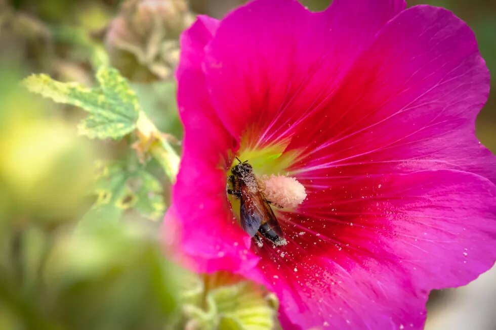 Giant Honey Bee.jpg