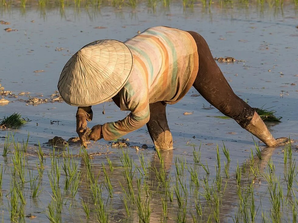 A woman farmer