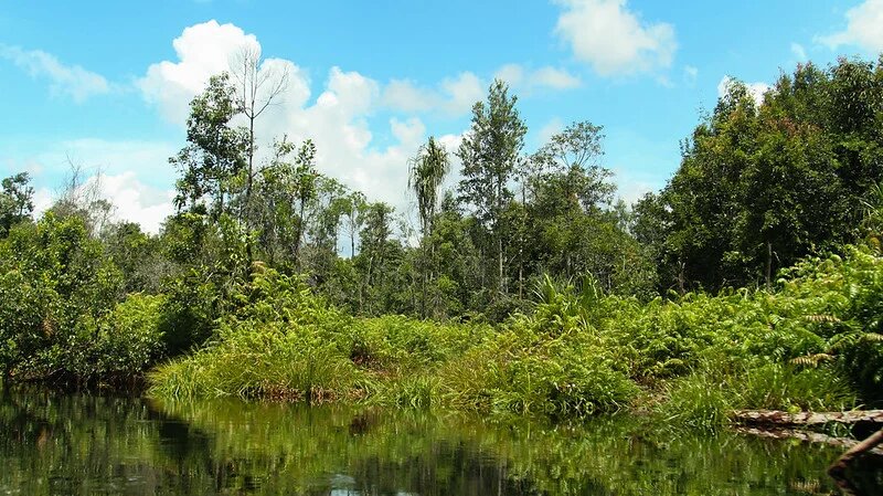 Peat Swamp forests in Indonesia