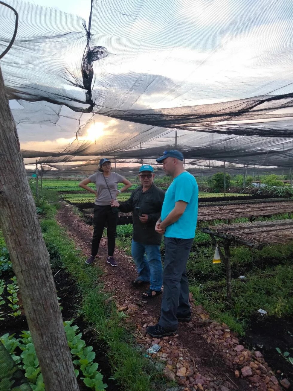 Vegetable farm on peatsoil