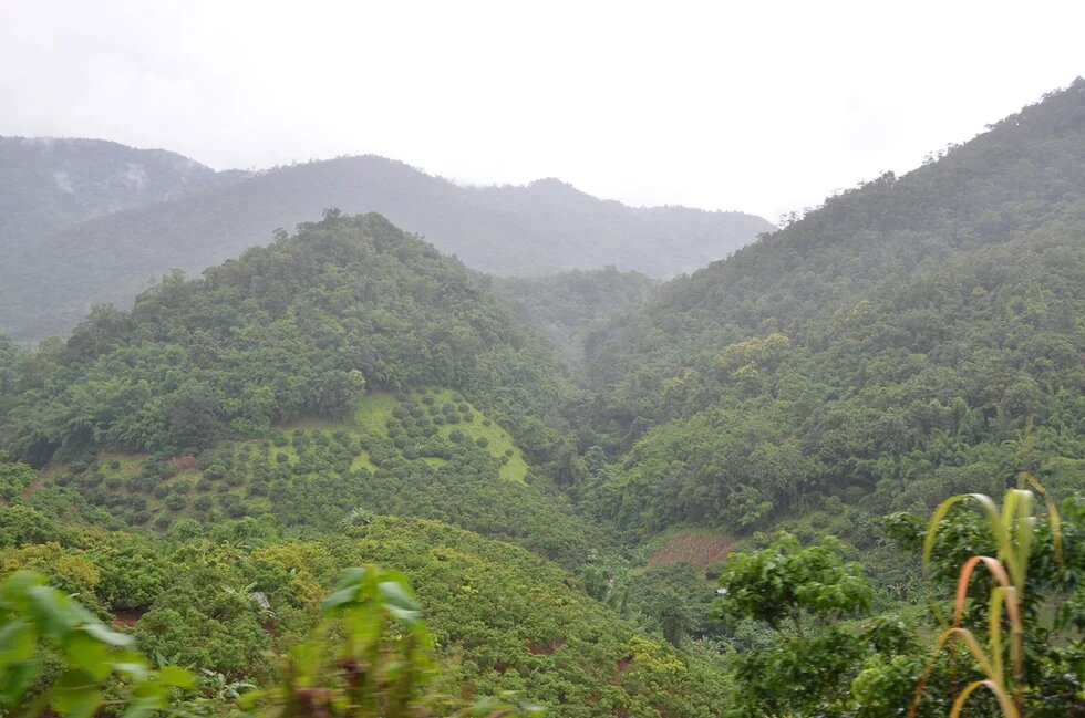 Thailand Forest