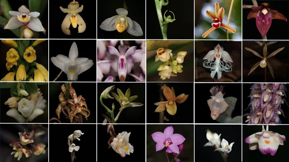 Wild Orchids of Malaysia