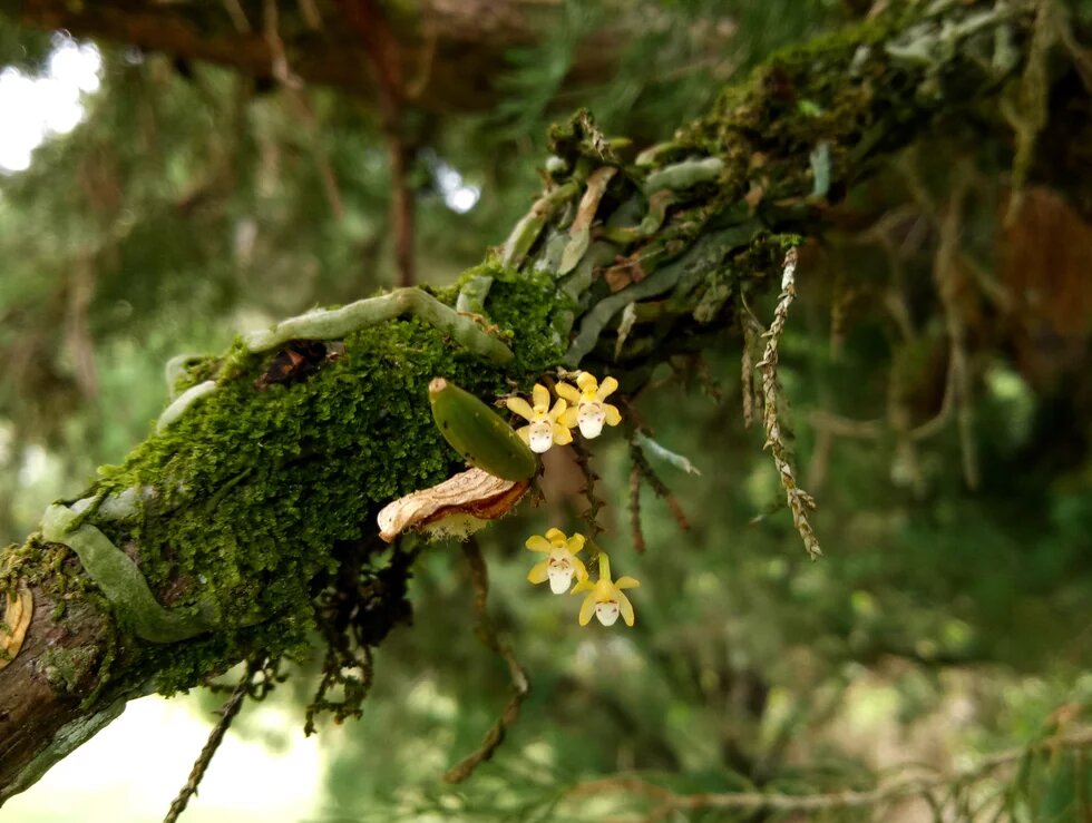 Malaysian Orchid