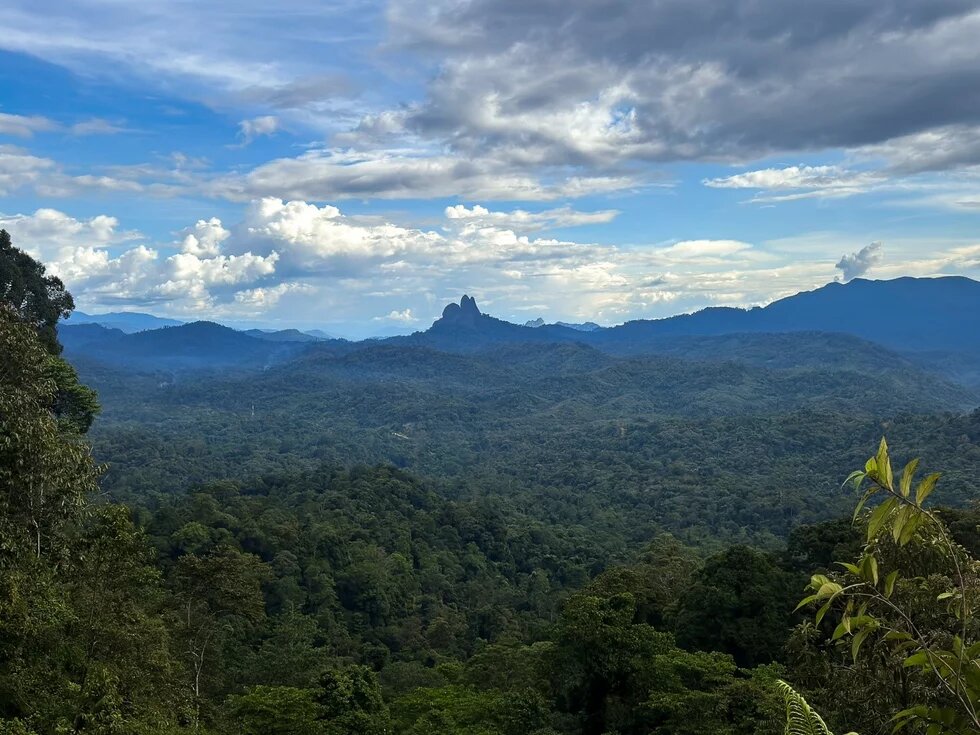 Rainforest at Ulu Baram, Sarawak