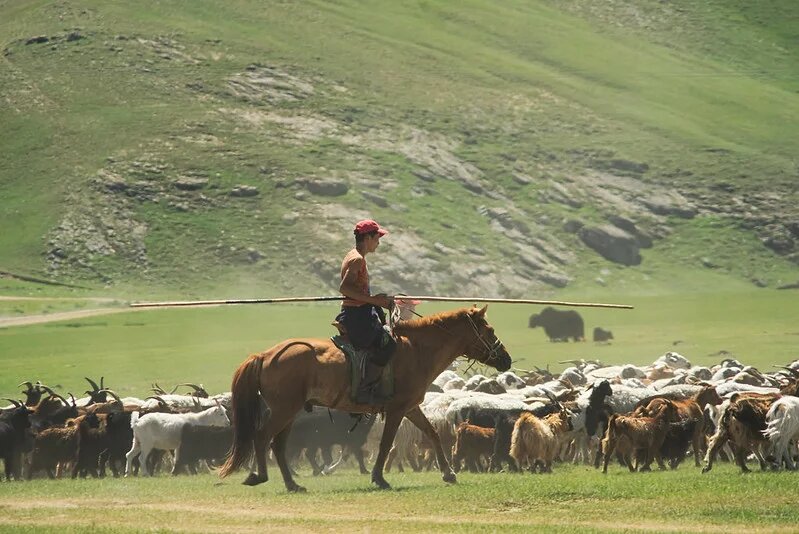 Normadic herder in Mongolia