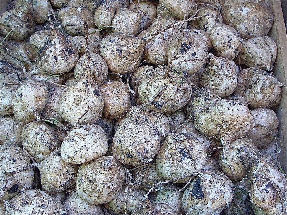 Yam Bean roots