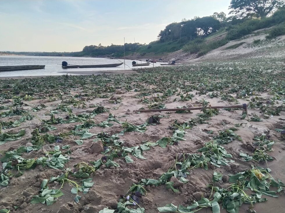 Yam Bean garden