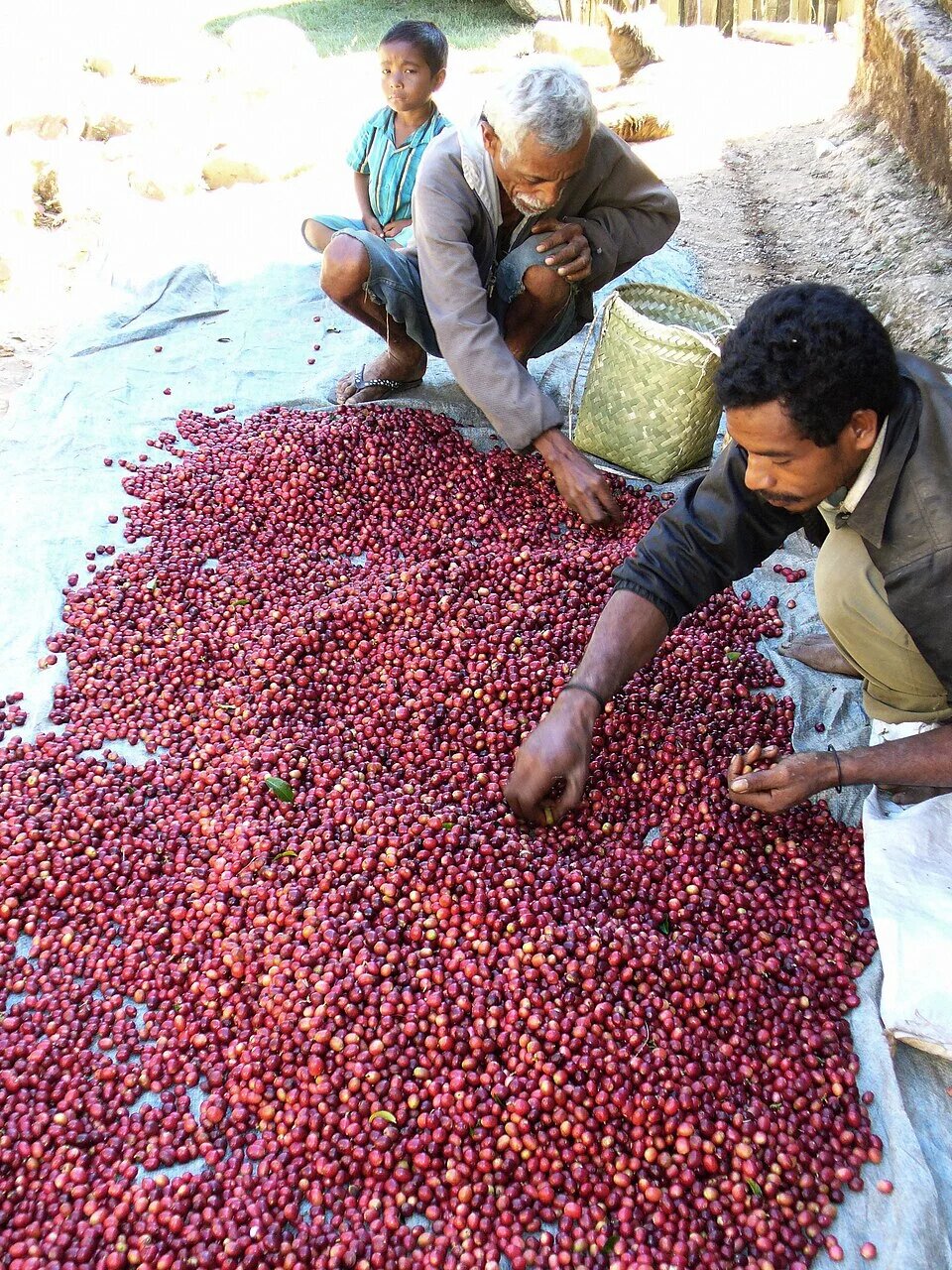 Timorese coffee workers