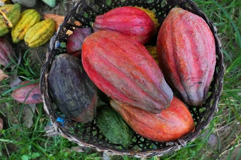 Cacoa fruits
