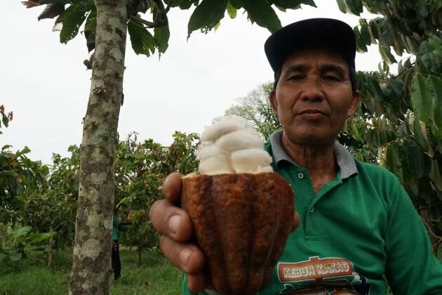 Cacoa farmer Ujang 