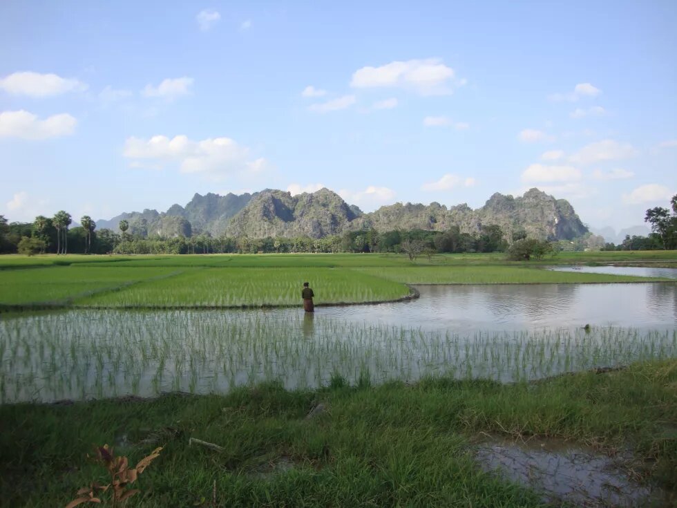 Myanmar rice field