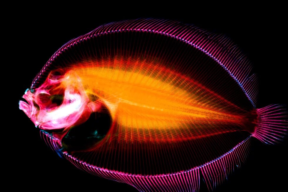 Xray of a fish