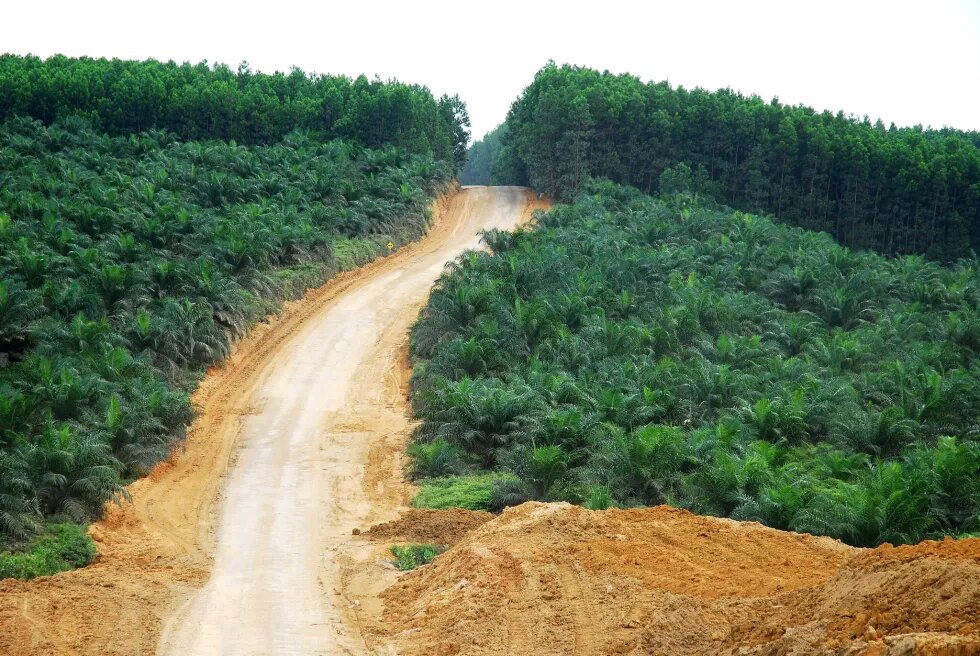 Oil palm plantation in Indonesia