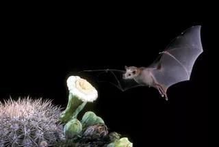 bat